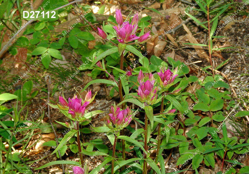 Raup’s Indian-paintbrush (Castilleja raupii)